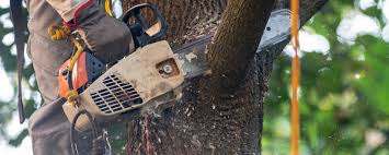 How Our Tree Care Process Works  in  Garden City, KS